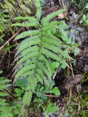 Christella acuminata