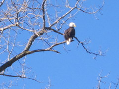 Haliaeetus leucocephalus