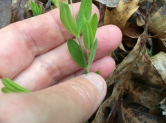 Moehringia lateriflora