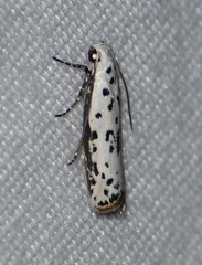 Ethmia bittenella