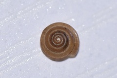 Kaliella depressa