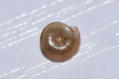 Kaliella depressa