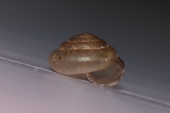 Kaliella depressa