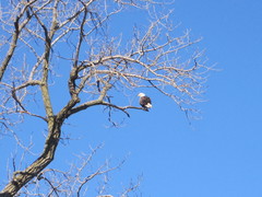 Haliaeetus leucocephalus