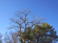 Haliaeetus leucocephalus