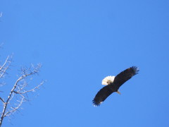 Haliaeetus leucocephalus