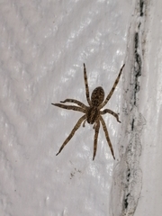 Zoropsis spinimana