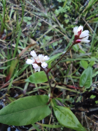 Broad smartweed
