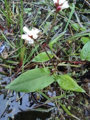 Persicaria muricata