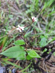 Persicaria muricata