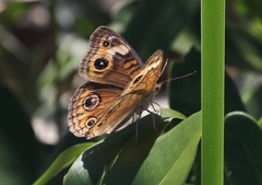 Junonia neildi