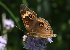 Junonia neildi