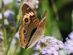 Junonia neildi