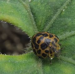 Henosepilachna sumbana