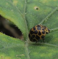 Henosepilachna sumbana