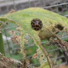 Henosepilachna sumbana