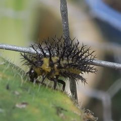 Henosepilachna sumbana