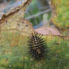 Henosepilachna sumbana