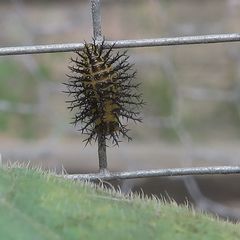 Henosepilachna sumbana