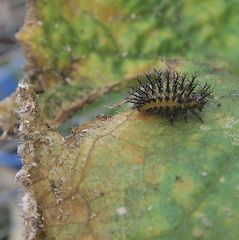 Henosepilachna sumbana