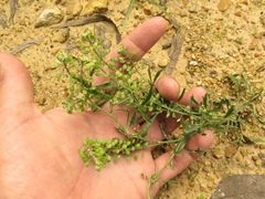 Lepidium trianae