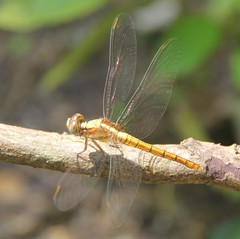 Orthetrum luzonicum