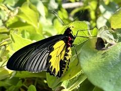 Troides aeacus formosanus