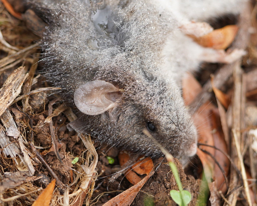 Australian Bush Rat from Kalorama VIC, Australia on March 11, 2022 at ...