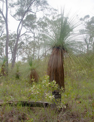 Acacia calyculata