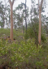 Acacia calyculata