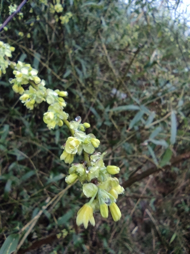 Mountain pepper