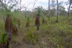 Acacia calyculata