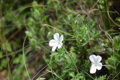 Geranium bellum
