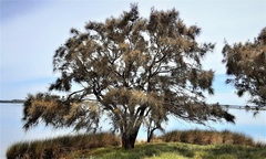 Allocasuarina fraseriana