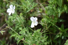 Geranium bellum