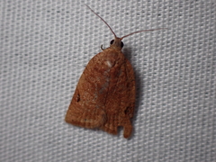 Meritastis ursina