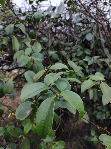 Tea-oil Camellia