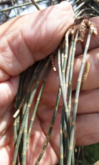 Allocasuarina fraseriana