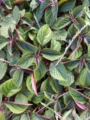 Plectranthus ciliatus
