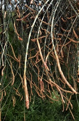 Allocasuarina fraseriana