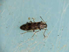 Prothalpia holmbergi