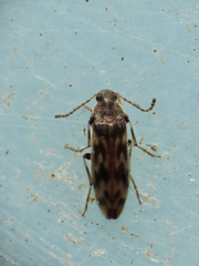 Prothalpia holmbergi