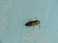 Prothalpia holmbergi
