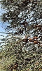 Allocasuarina fraseriana