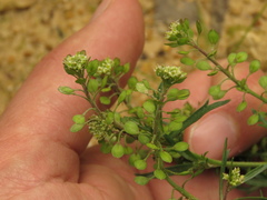 Lepidium trianae