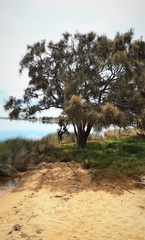 Allocasuarina fraseriana