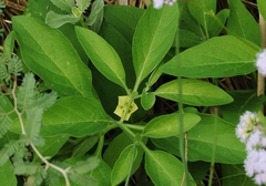 Physalis cinerascens spathulifolia