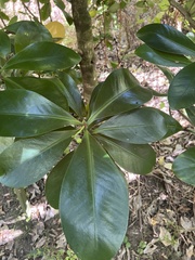 Elingamita johnsonii