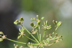 Arracacia tolucensis