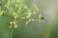 Arracacia tolucensis